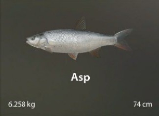 Asp.jpg