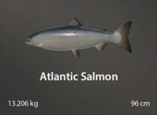 Atlantic Salmon.jpg