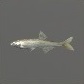 Baits_Baitfish_Bleak_S.jpg