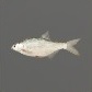 Baits_Baitfish_White Bream_S.jpg
