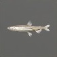 Baits_Baitfish_Whitebait_S.jpg