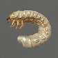 Baits_Larvae_Cockchafer Larva_S.jpg