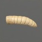 Baits_Larvae_Maggot_S.jpg