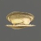 Baits_Natural_River mussel meat_S.jpg