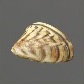 Baits_Natural_Zebra mussel meat_S.jpg