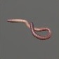 Baits_Worms_Nightcrawler_S.jpg