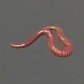 Baits_Worms_Redworm_S.jpg