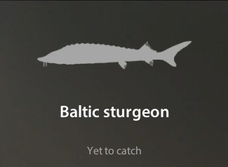 Baltic sturgeon仮.jpg