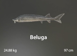 Beluga.jpg