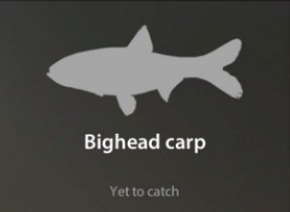 Bighead carp仮.jpg