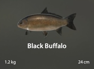 Black Bufalo.jpg