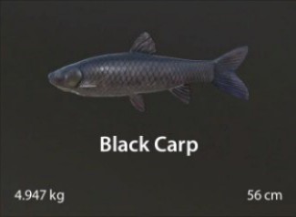 Black Carp.jpg