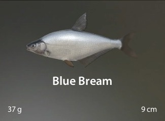 Blue Bream.jpg