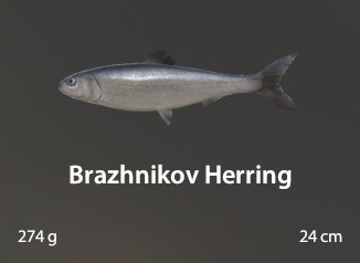 Brazhnikov Herring.jpg