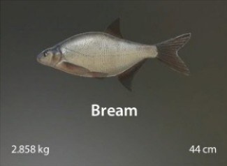 Bream.jpg