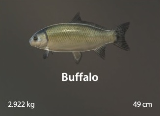 Buffalo.jpg