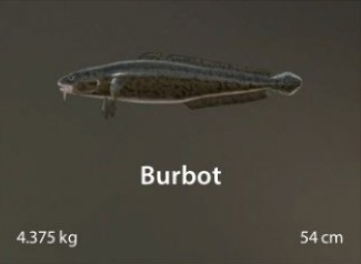 Burbot.jpg