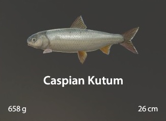 Caspian Kutum.jpg