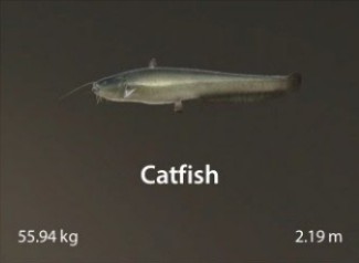 Catfish.jpg