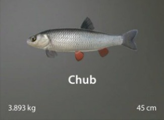 Chub.jpg