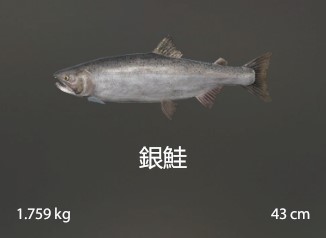 Coho Salmon.jpg