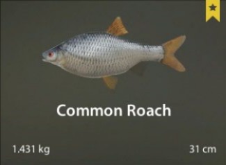 Common Roach.jpg