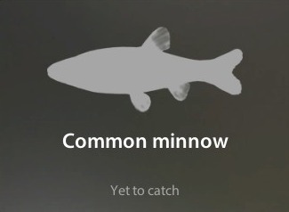 Common minnow仮.jpg