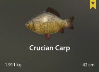 Crucian Carp.jpg