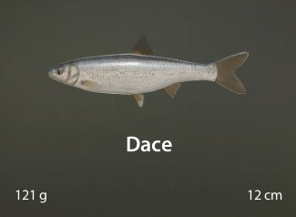 Dace.jpg