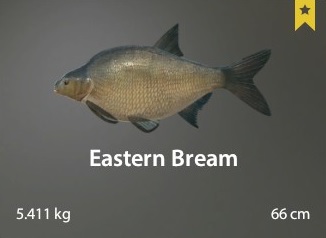 Eastern Bream.jpg