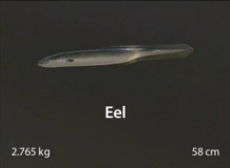 Eel.jpg