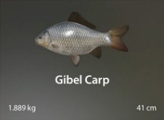 Gibel Carp.jpg