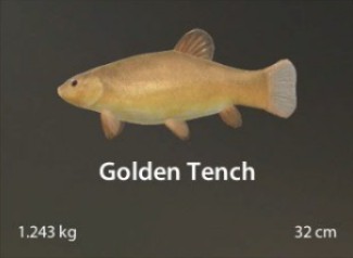 Golden Tench.jpg