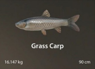 Grass Carp.jpg