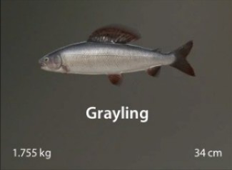 Grayling.jpg