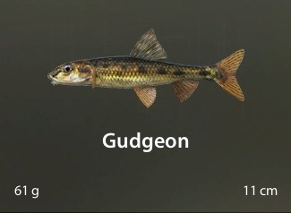 Gudgeon.jpg