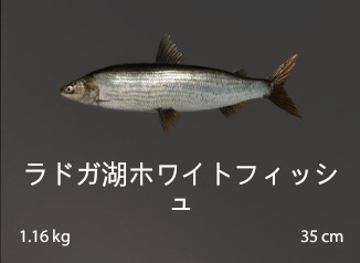 Ladoga Lake whitefish.jpg