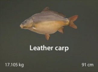 Leather carp.jpg