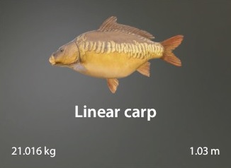 Linear Carp.jpg