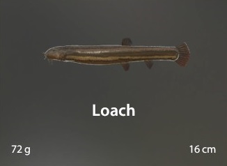 Loach.jpg