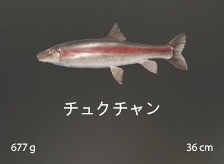 Longnose Sucker.jpg