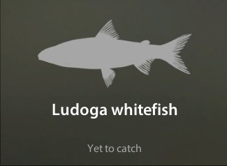 Ludoga whitefish仮.jpg