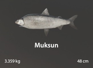 Muksun.jpg