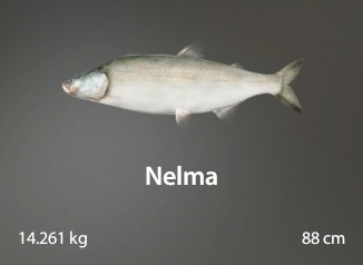 Nelma.jpg