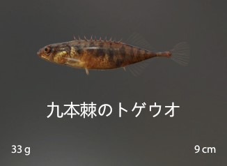 Nine-Spined Stickleback.jpg