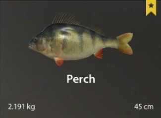 Perch.jpg