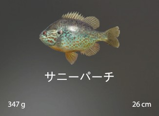 Pumpkinseed Sunfish.jpg