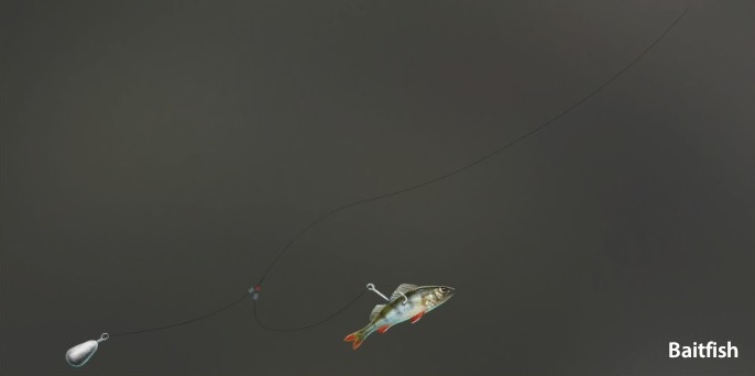 Baitfish.jpg