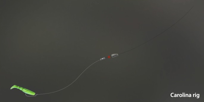 Carolina rig.jpg