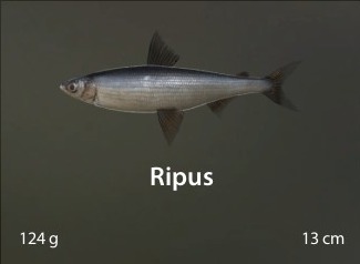 Ripus.jpg